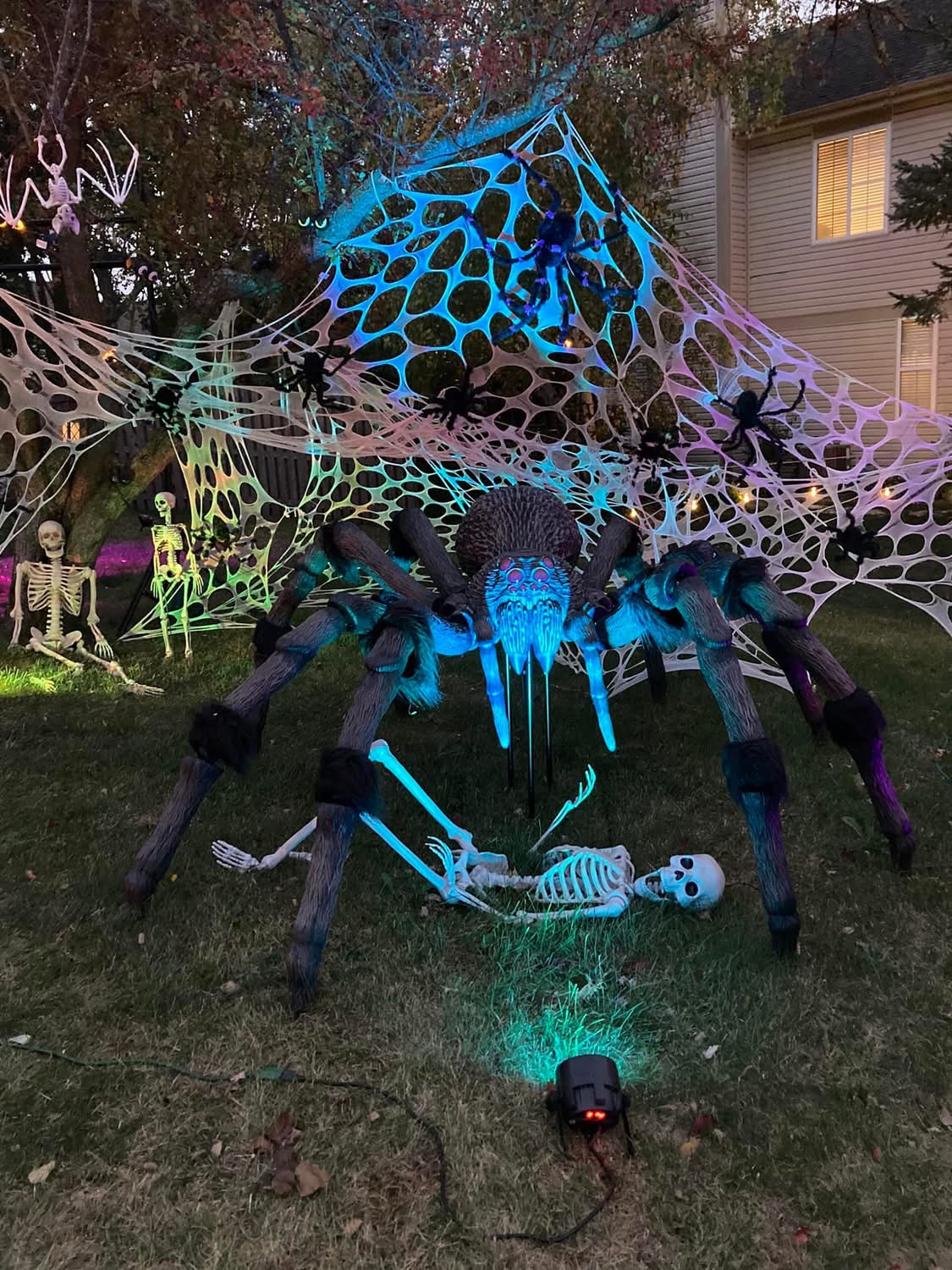 Front yard spider lair