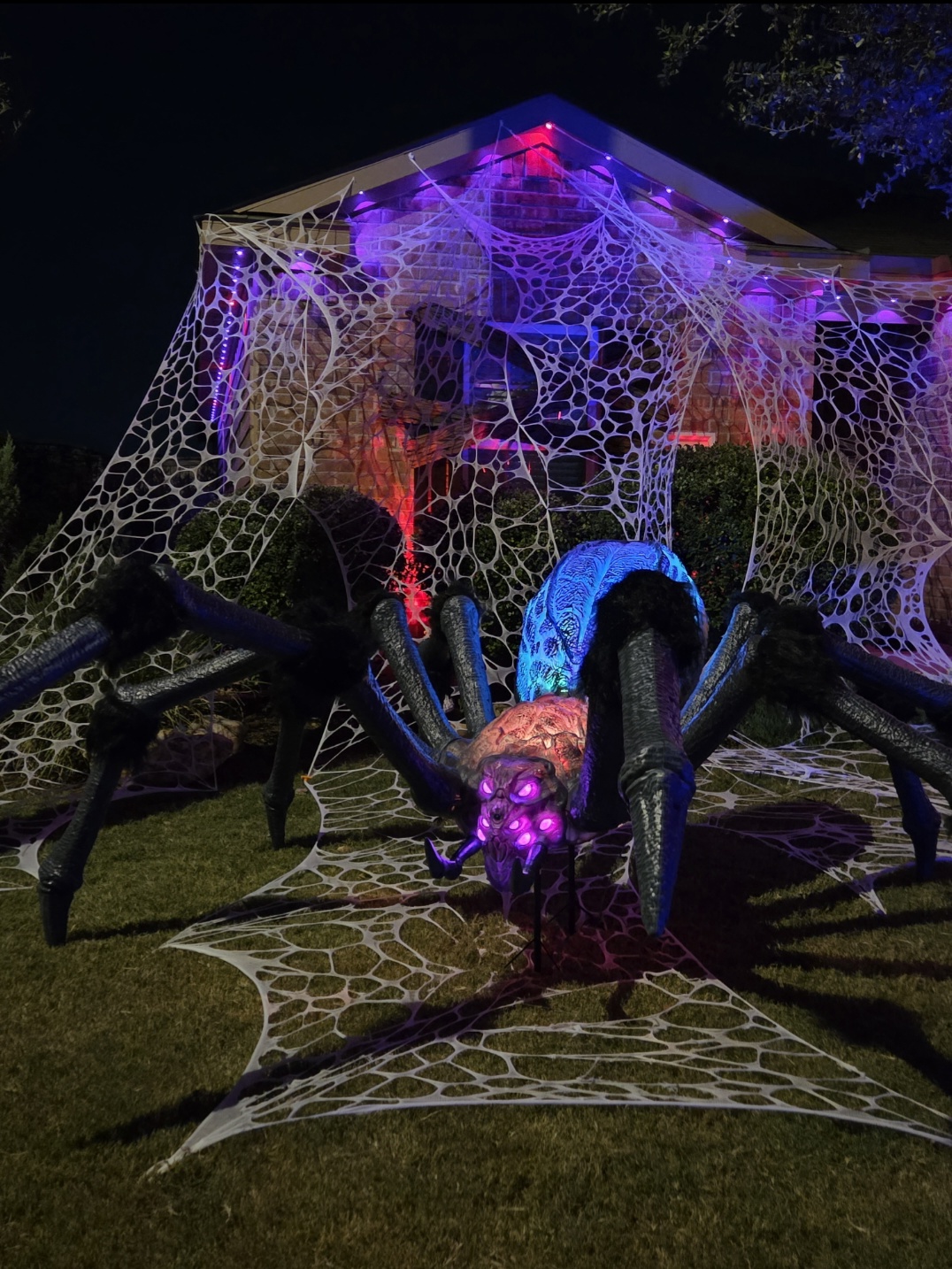 Tarantula invasion