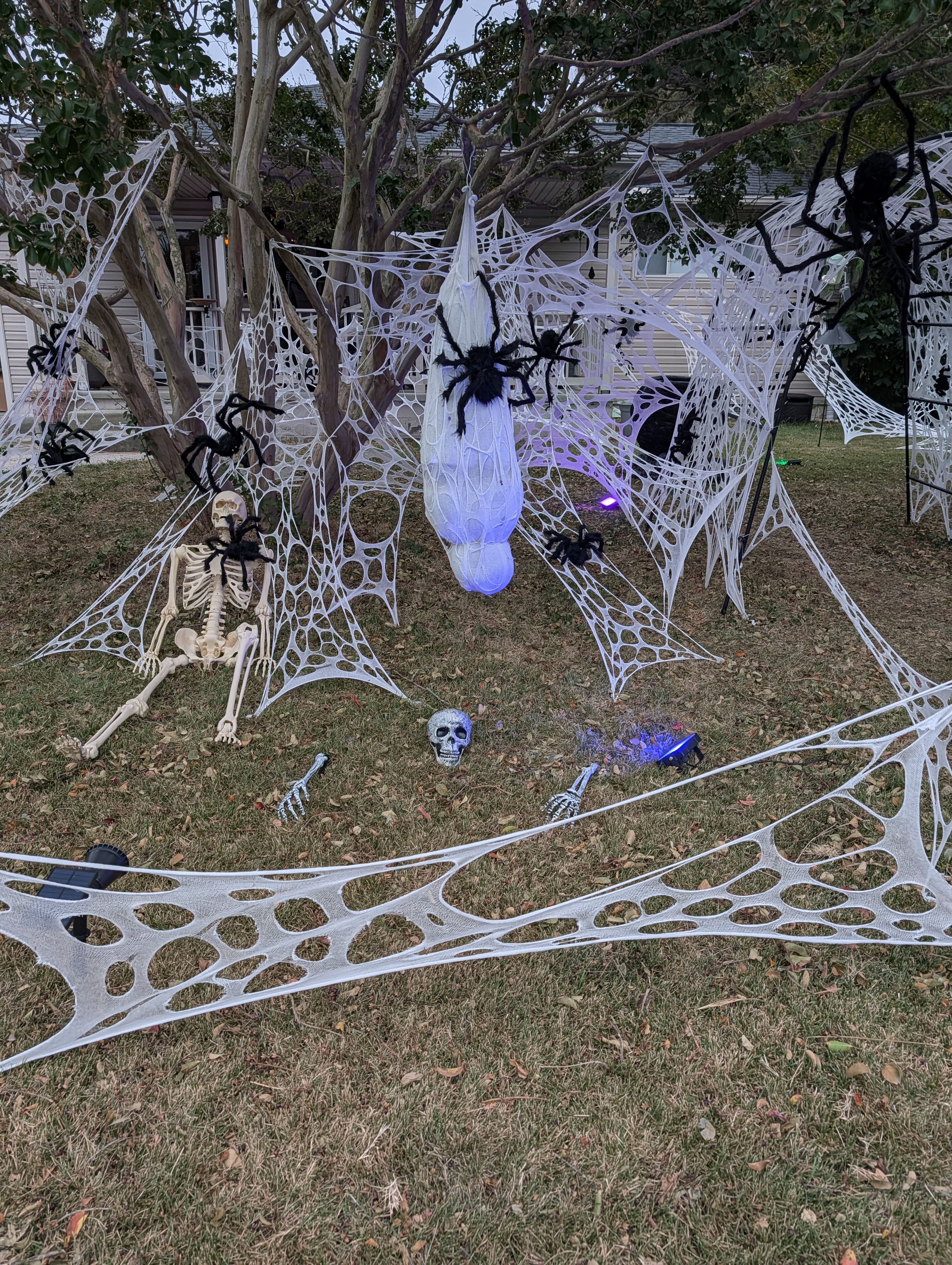 Spider forest, front yard